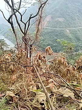 Mising5022 online show from 12-04-25, 06:55