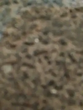 Snapshot of Orlao25cm chatting on 11-12-25, 02:45 Orlao25cm online show from 11-12-25, 02:45