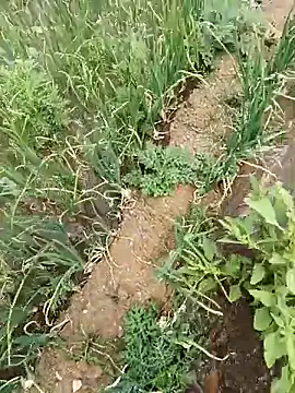 devil boy 0909 online show from 04-19-26, 05:18