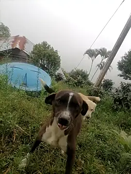 Ckinetor online show from 01-11-26, 05:29