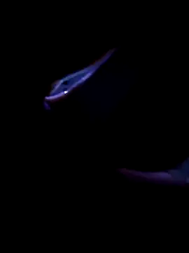 fireblond01 online show from 11-12-25, 02:34