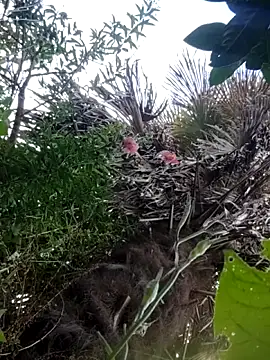 braidqueen00 online show from 12-21-25, 02:35