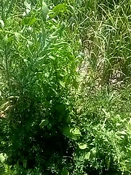 Sunenabhabh online show from 03-04-26, 08:09