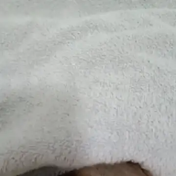 Novinhocomedordeppk online show from 01-12-26, 03:50