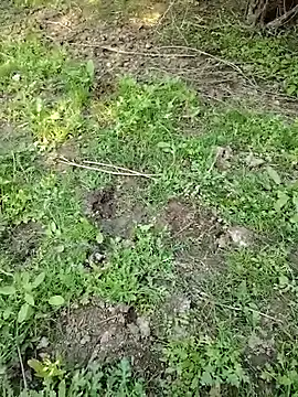 88zaifkhan88 online show from 03-02-26, 11:06