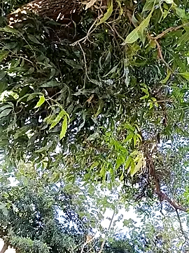 Snapshot of Avejkhan1630 chatting on 12-14-25, 04:29 Avejkhan1630 online show from 12-14-25, 04:29