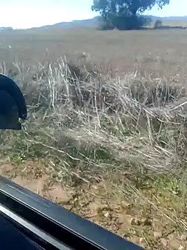 GanaderoMorboso online show from 02-14-26, 12:02