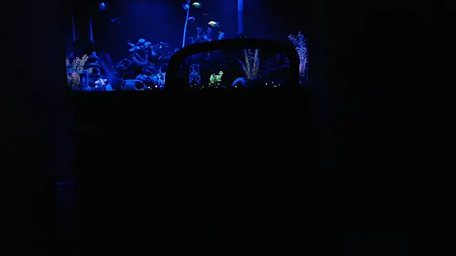 EspanolVato online show from 02-15-26, 09:30