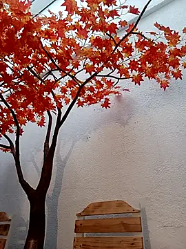 Dante Knox online show from 03-25-26, 11:16