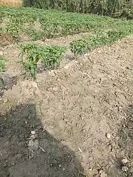 Shivanisingh4 online show from 03-29-26, 03:17