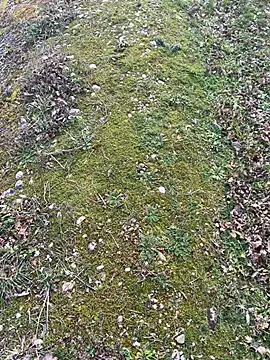 Snapshot of magicdickx21 chatting on 02-20-26, 02:06 magicdickx21 online show from 02-20-26, 02:06