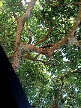 Mkhothiwesibumbu online show from 02-02-26, 06:12