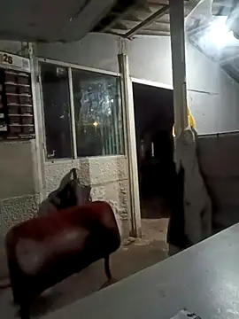 ISABELLA-24  online show from 03-11-26, 03:34