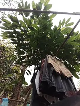 Small flower1 online show from 02-11-26, 03:11