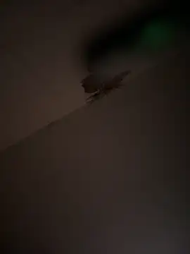 Valentinacouple online show from 03-07-26, 07:16