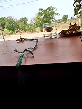 Snapshot of Chandu1245 chatting on 04-11-26, 08:07 Chandu1245 online show from 04-11-26, 08:07