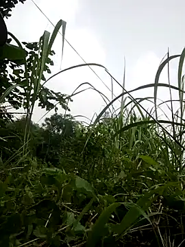 ngocbao11 online show from 04-28-26, 12:31