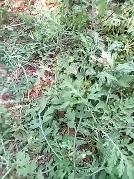 new sexy couple online show from 03-13-26, 08:21