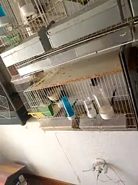 Ismael993A online show from 04-26-26, 10:57