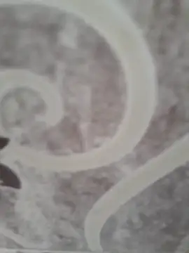 sk022 online show from 04-15-26, 05:14