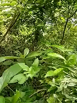yaja-chan online show from 07-07-26, 04:15