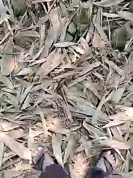 Snapshot of ThethunderPo chatting on 02-21-25, 05:24 ThethunderPo online show from 02-21-25, 05:24