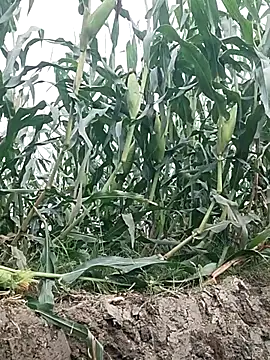 ThethunderPo online show from 04-28-26, 02:38