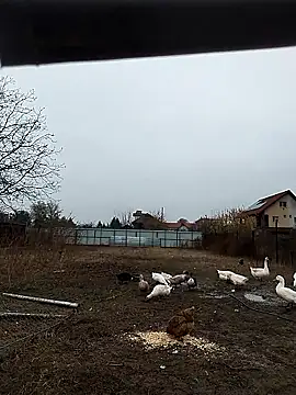 sarpe4 online show from 11-08-25, 06:13