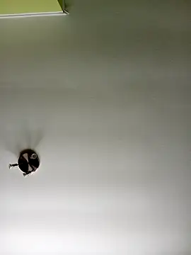 NiceHunter89 online show from 02-20-25, 10:37