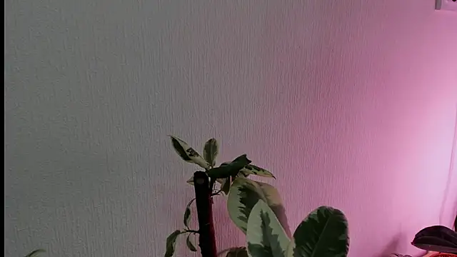 BowToYourWeakness online show from 02-08-25, 01:01