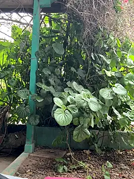 sofy alone online show from 10-17-25, 05:26