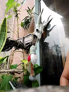 k lebannon online show from 02-09-25, 08:56