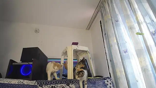 eolicasex online show from 02-04-25, 03:26