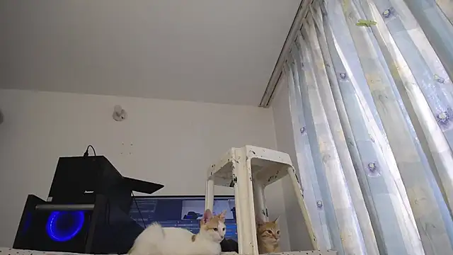 eolicasex online show from 03-07-25, 04:00