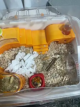 Im sophiie online show from 02-15-26, 06:43