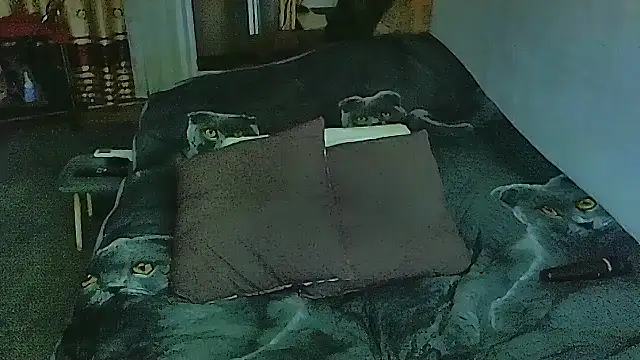 sex2 online show from 11-10-25, 11:26