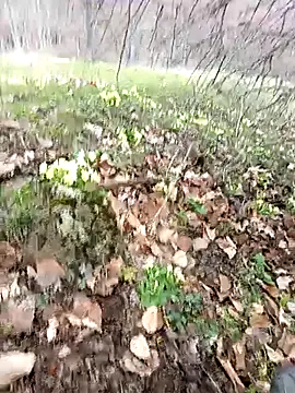 Snapshot of Yaramaz331 chatting on 03-31-26, 11:32 Yaramaz331 online show from 03-31-26, 11:32