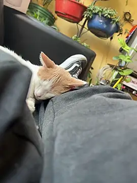 Lilmarieee online show from 02-24-25, 04:15