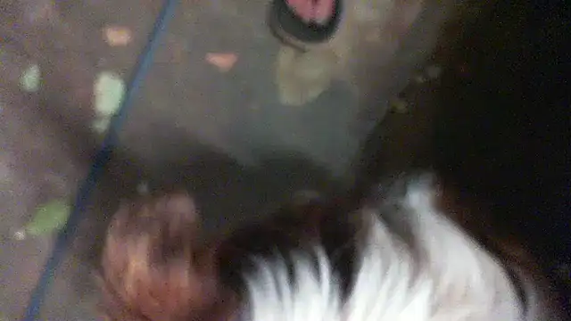 Snapshot of herbie010666 chatting on 01-11-25, 01:43 herbie010666 online show from 01-11-25, 01:43