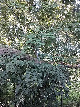 Rinku5553 online show from 10-12-25, 03:05