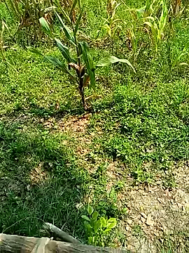 kummuduabbai online show from 04-26-26, 04:54