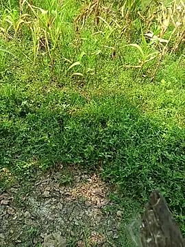 kummuduabbai online show from 04-28-26, 09:25