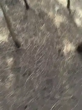 Snapshot of Gopal1243 chatting on 11-20-25, 06:13 Gopal1243 online show from 11-20-25, 06:13