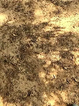 Snapshot of Gopal1243 chatting on 11-26-25, 06:14 Gopal1243 online show from 11-26-25, 06:14