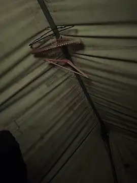 GoldenFlameGoddess online show from 04-24-26, 04:59