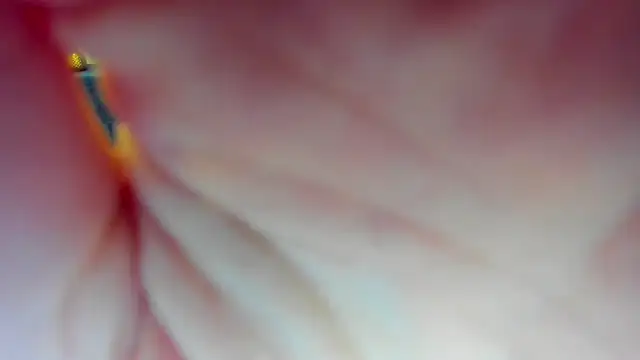 Katrina Minchels online show from 01-18-25, 11:11