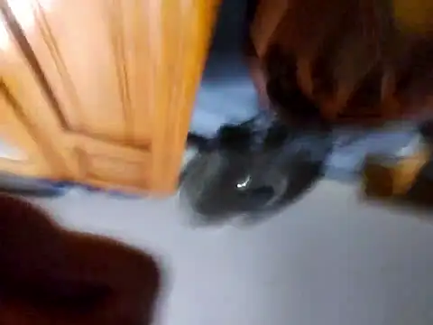 Snapshot of Daza67 chatting on 04-05-26, 06:21 Daza67 online show from 04-05-26, 06:21