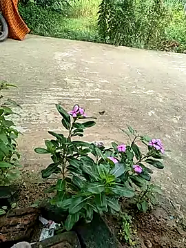 Snapshot of COUPLLE_VILLAGE chatting on 09-19-25, 02:35 COUPLLE VILLAGE online show from 09-19-25, 02:35