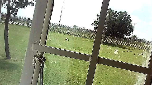 Yardie bone online show from 04-17-26, 10:40